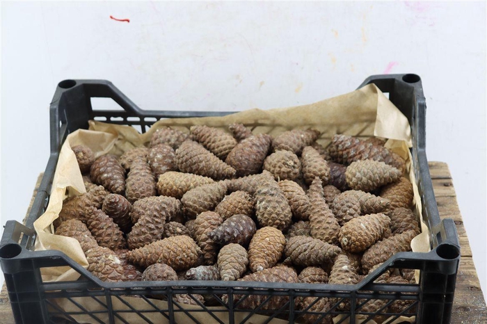 <h4>Pinea Mini In Kist 100 St Inh</h4>