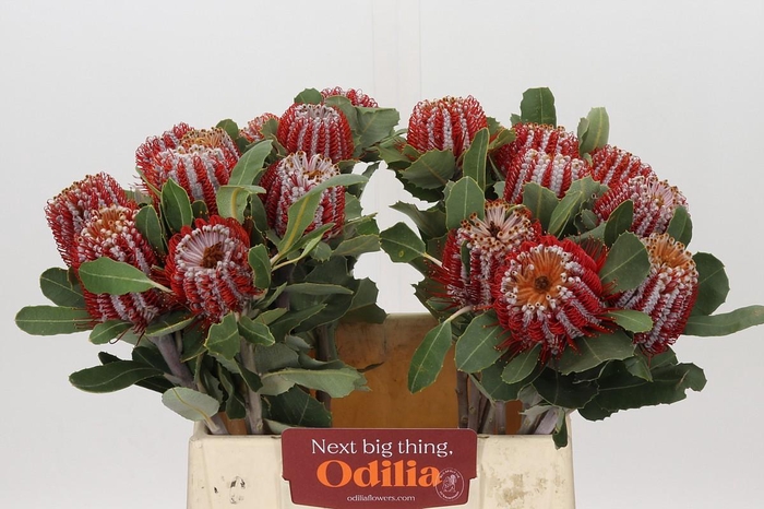 <h4>Banksia Coccinea</h4>