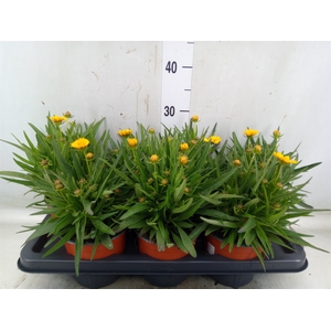 Coreopsis   ...