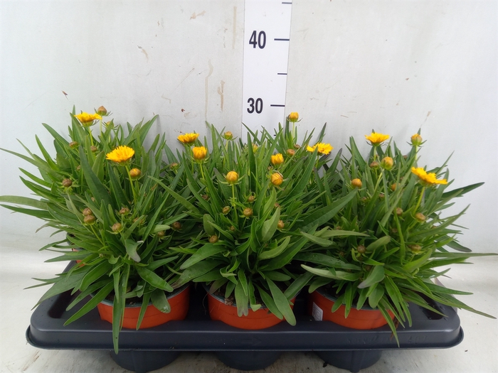<h4>Coreopsis   ...</h4>