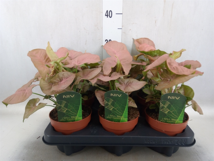 <h4>Syngonium podophyllum</h4>