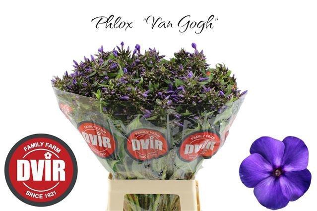 <h4>PHLOX P VAN GOGH</h4>