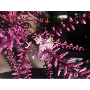 FLOR DE DRACENA POA ROXO