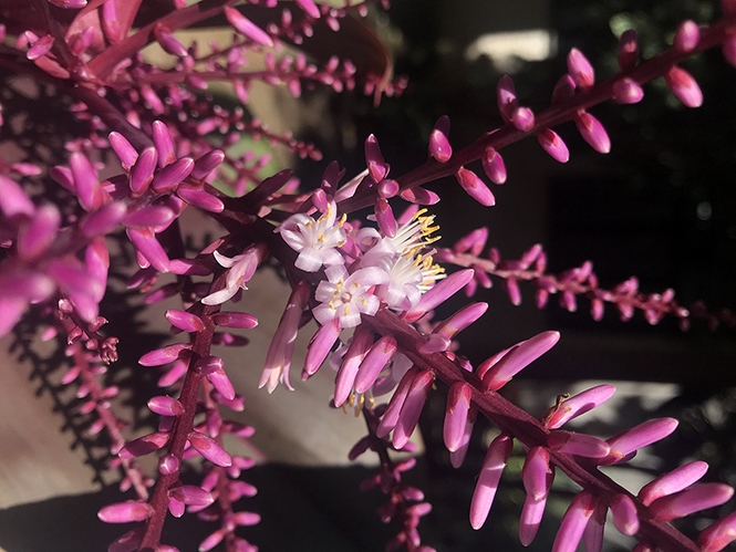 FLOR DE DRACENA POA ROXO