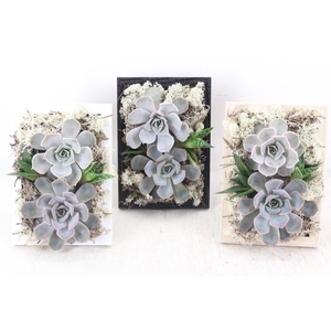 arr3 Demi - Schilderij