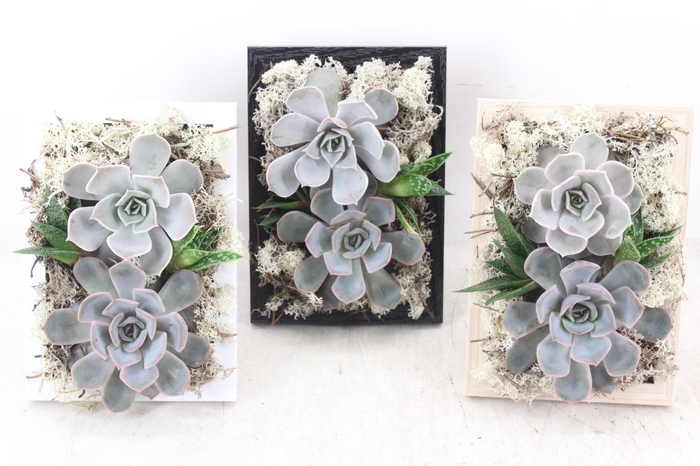 <h4>arr3 Demi - Schilderij</h4>