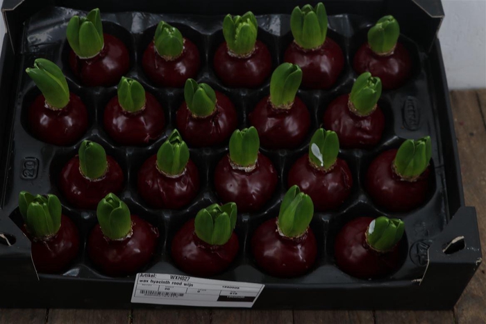<h4>Wax Hyacinth Rood Wijn</h4>