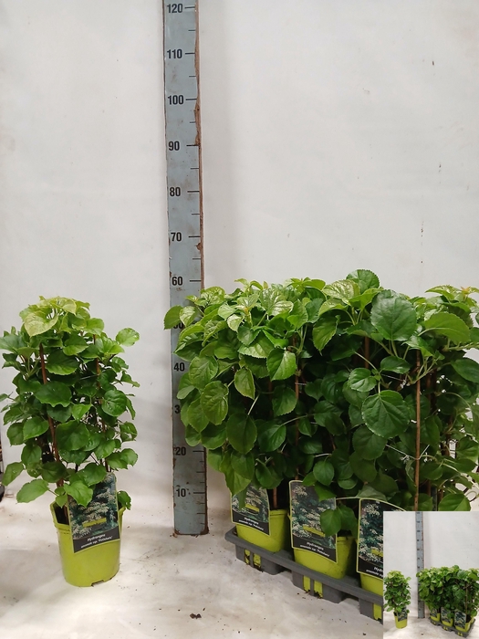 <h4>HYDR PETIOLARIS</h4>