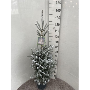PICEA GL SUPER GREEN SNOW P28 140CM