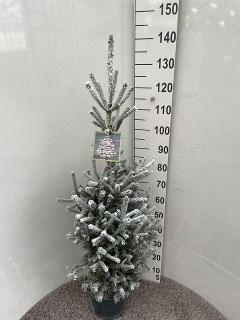 <h4>PICEA GL SUPER GREEN SNOW P28 140CM</h4>