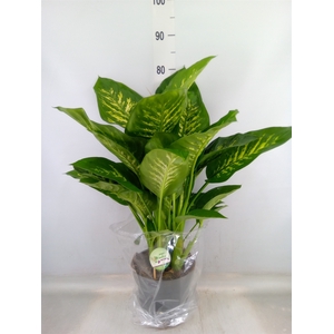 Dieffenbachia seg. 'Reeva'