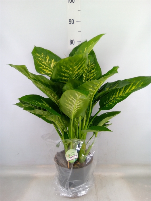 <h4>Dieffenbachia seg. 'Reeva'</h4>