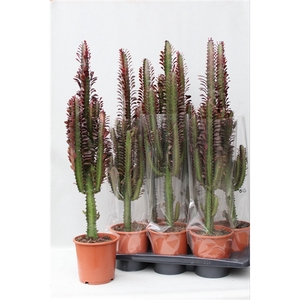 Euphorbia Trigona Rubra