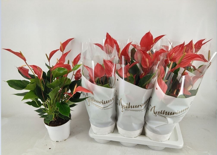 Anthurium Banderola Roja 17Ø 58cm 8fl