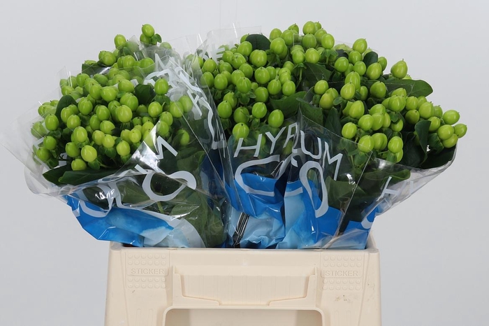 <h4>Hyp Coco Bamboo</h4>