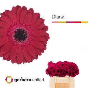 GERMINI DIANA GE MI DIANA