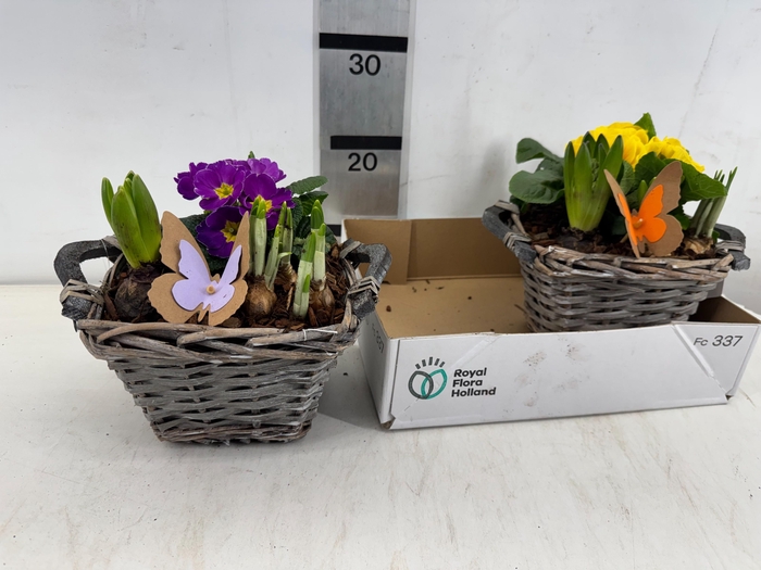 <h4>ARR PL IN SCHAAL</h4>