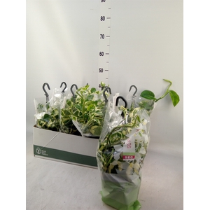 Epipremnum pinn. 'NJoy'
