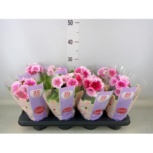 Primula obcon. 'Touch Me Red White'