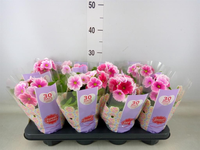 <h4>Primula obcon. 'Touch Me Red White'</h4>