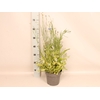 Bloemen Mengsel Divers