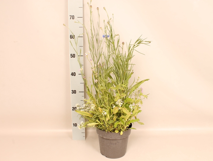 Bloemen Mengsel Divers