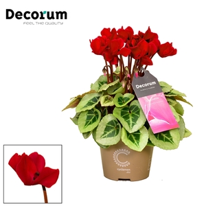 Cyclamen SS Picasso Wine Red Decorum