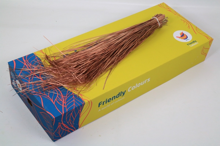 Beargrass Painted  Koper