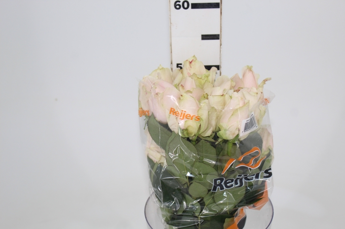 <h4>ROSA SWEET AVALANCHE 050 CM ESTUFA</h4>