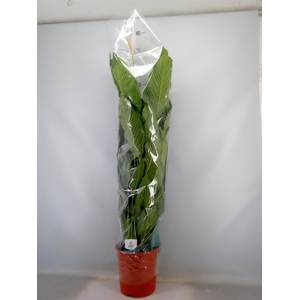 Spathiphyllum  'Sweet Sebastiano'