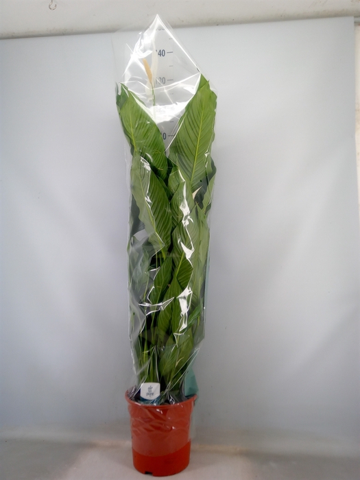 <h4>Spathiphyllum  'Sweet Sebastiano'</h4>
