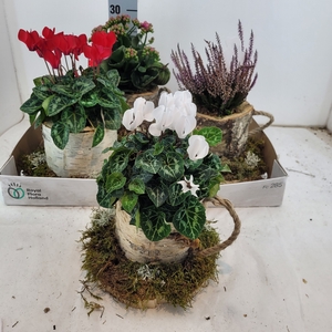 ARR TUINPLANTEN