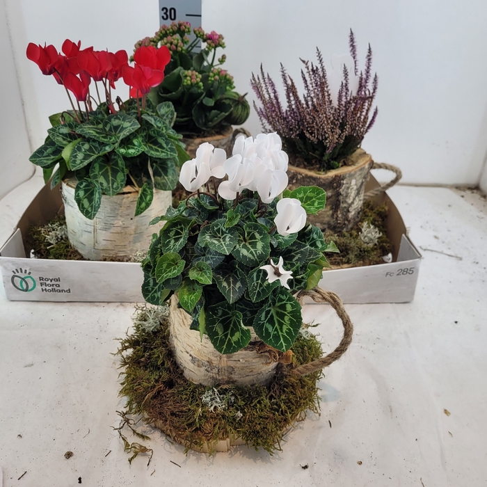 <h4>ARR TUINPLANTEN</h4>