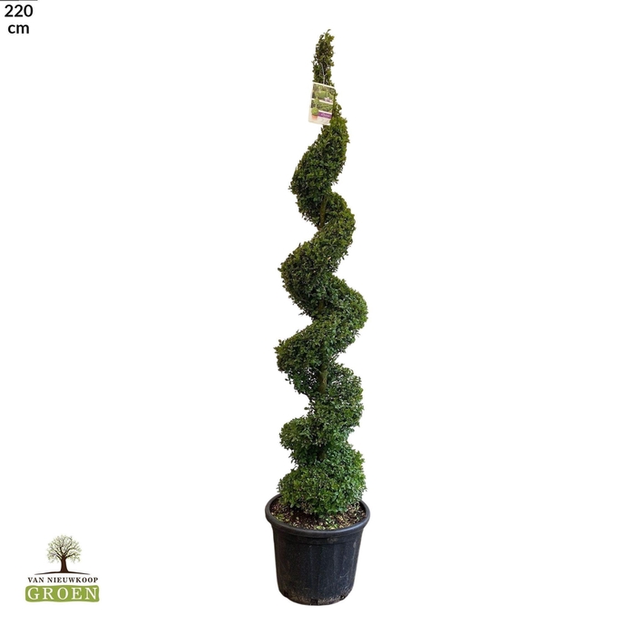 <h4>Buxus sempervirens Spiraal 180-200</h4>