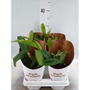 Cattleya   ...