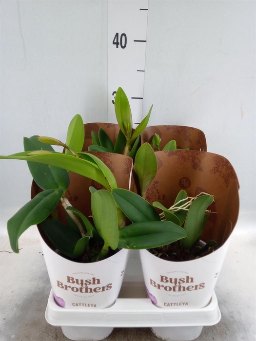 <h4>Cattleya   ...</h4>
