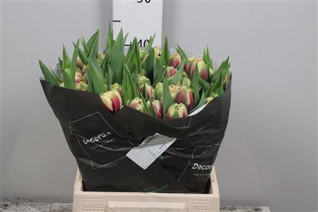 <h4>Tu Du Gibraltar</h4>