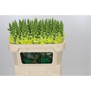 Antirrhinum Legend Yellow