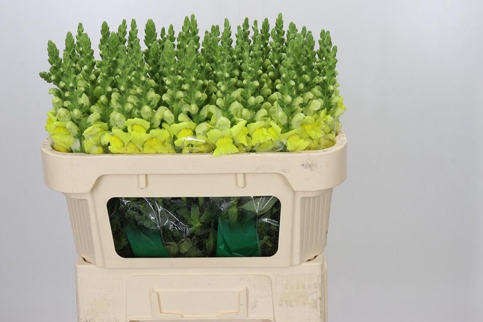 <h4>Antirrhinum Legend Yellow</h4>