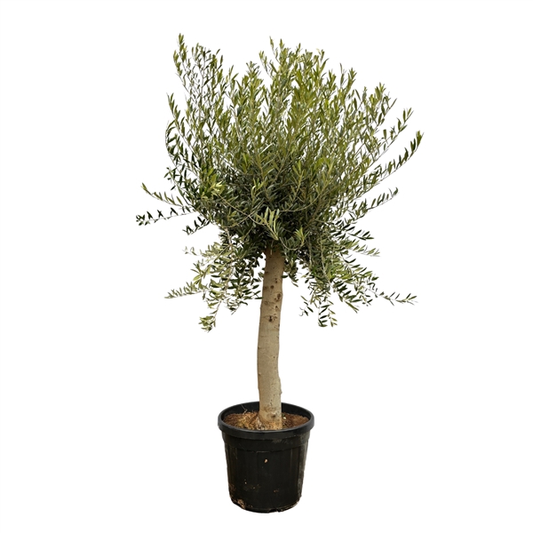 <h4>Olea Europaea Lorc - 200cm</h4>