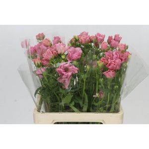 Ranunculus Butterfly Isis