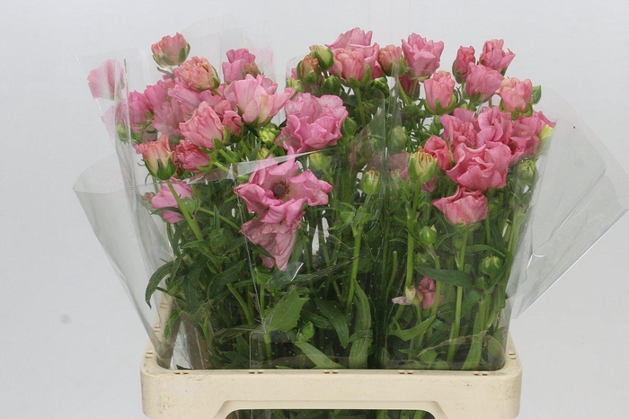 <h4>Ranunculus Butterfly Isis</h4>