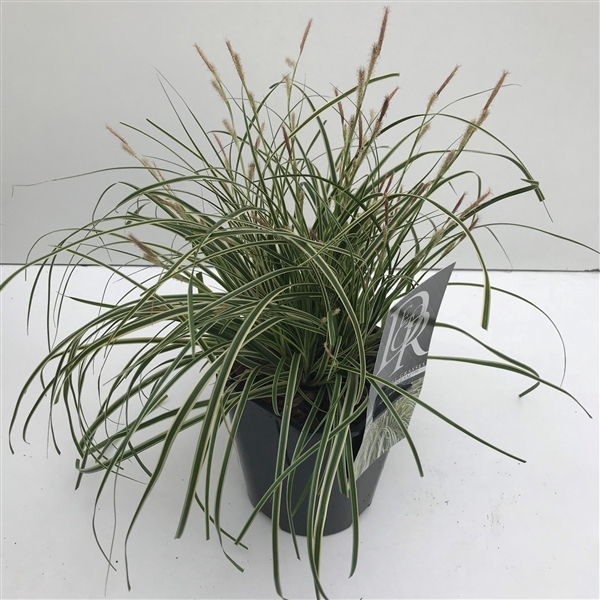 Carex 'Evercream'