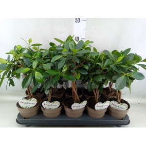 Ficus microcarpa 'Maya'