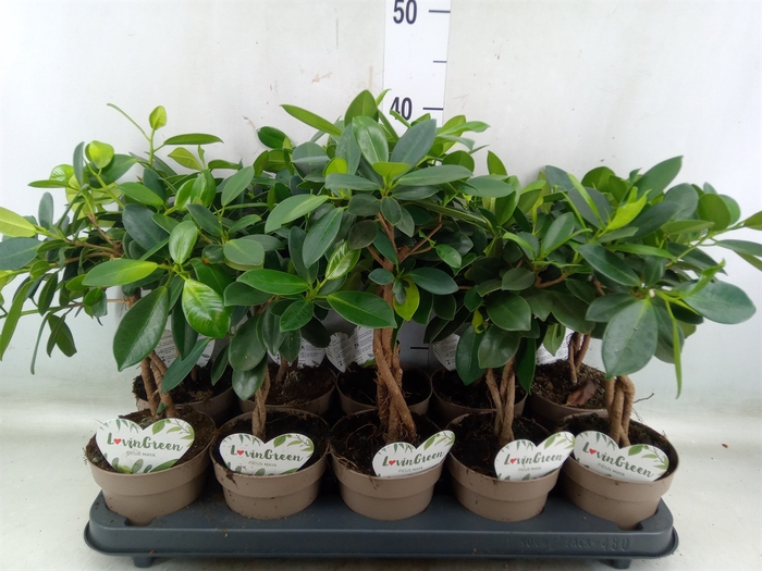 <h4>Ficus microcarpa 'Maya'</h4>