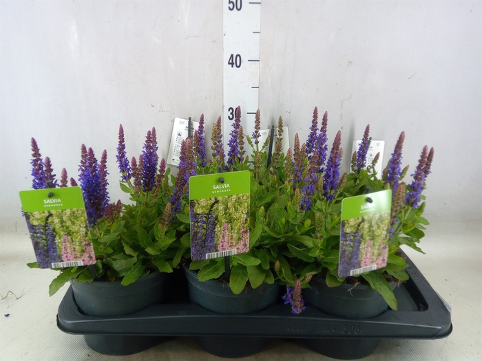 <h4>Salvia nemorosa</h4>