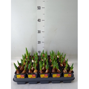 Tulipa DU 'Yellow Baby'