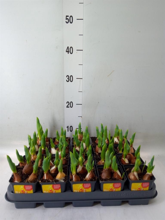 <h4>Tulipa DU 'Yellow Baby'</h4>