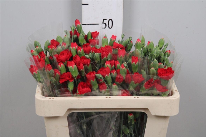 <h4>Di Tr Red Kiss</h4>