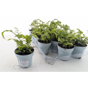 ARACH ARIS VARIEGATA